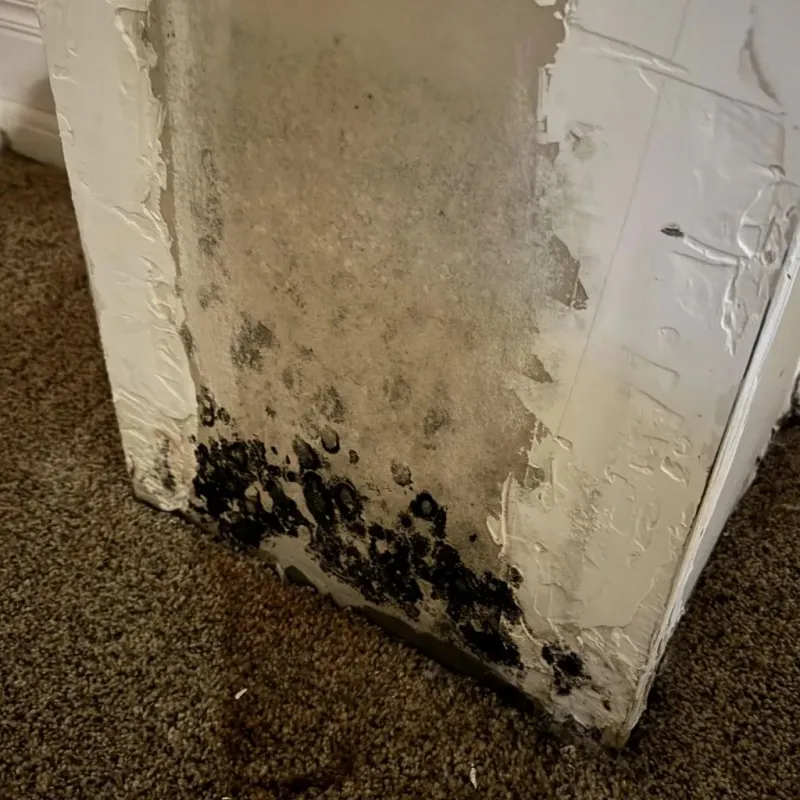 Professional Mold Removal in LaBelle, FL